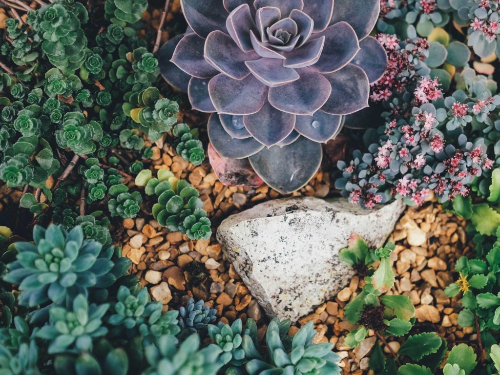 close up of low water succulents