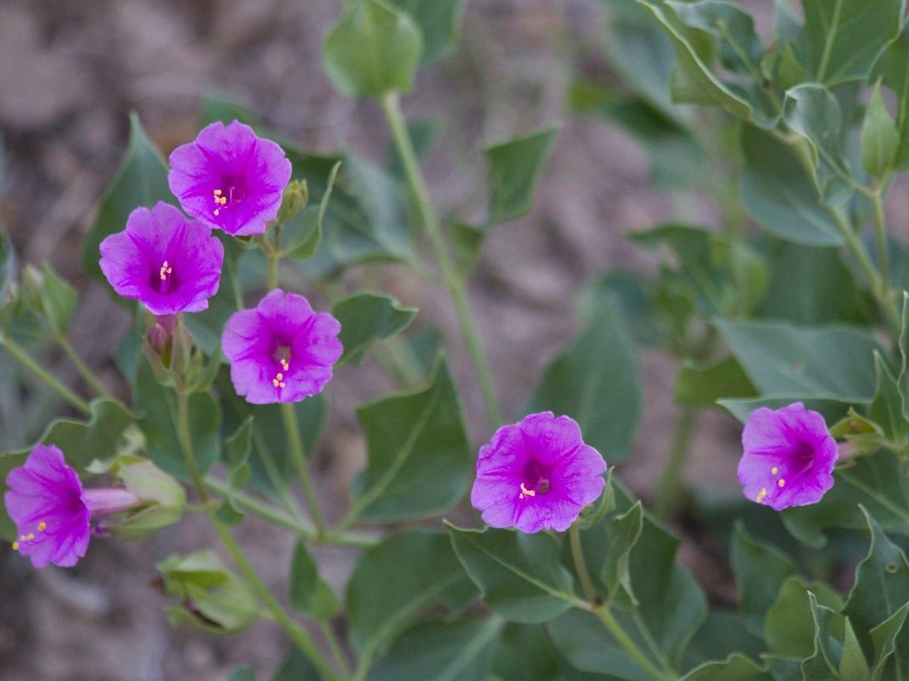 Desert Four O'Clock Mirabilis multiflora